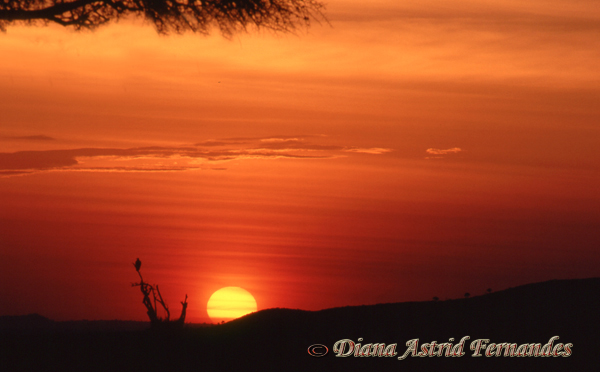 Kenya-sunset-Masai-Mara